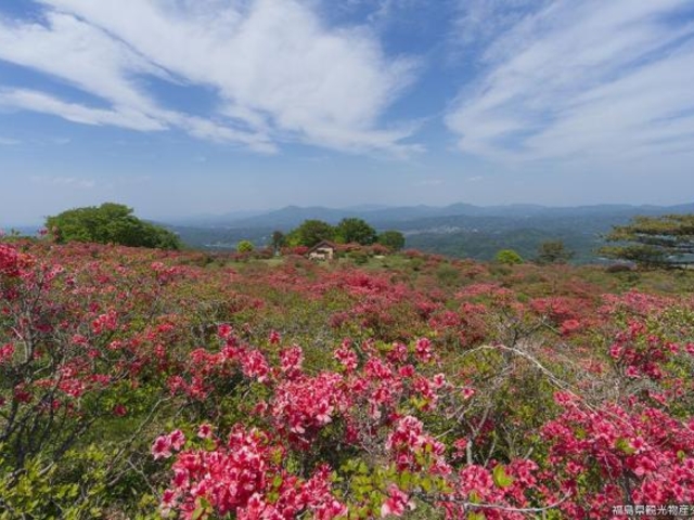 高柴山のヤマツツジの写真1