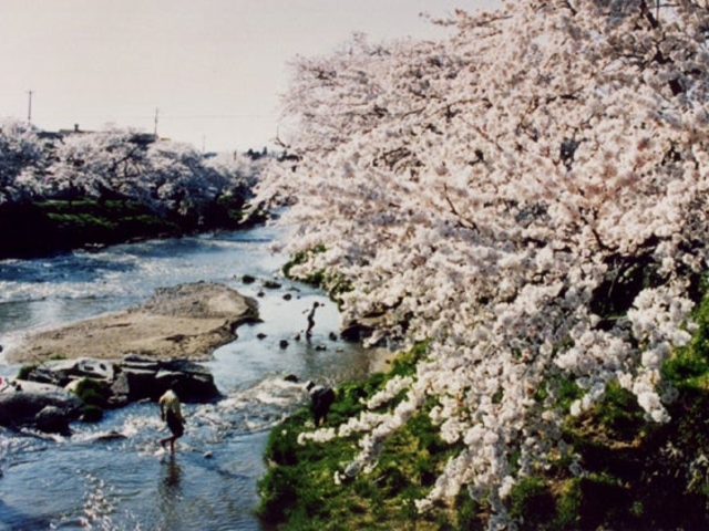 大滝根河畔の桜並木の写真1