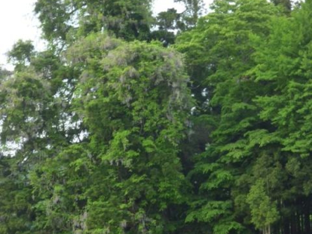 熊野大権現堂の杉と藤の写真1