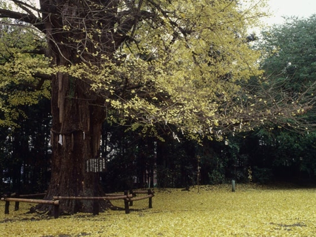 白旗山八幡宮のオハツキイチョウの写真1