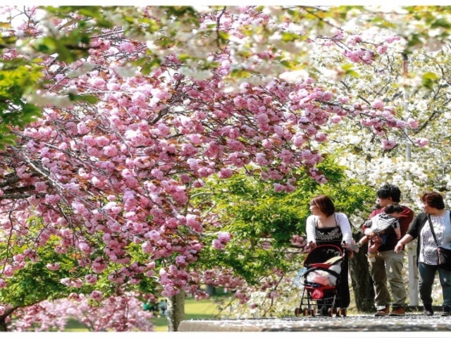 静峰ふるさと公園の八重桜