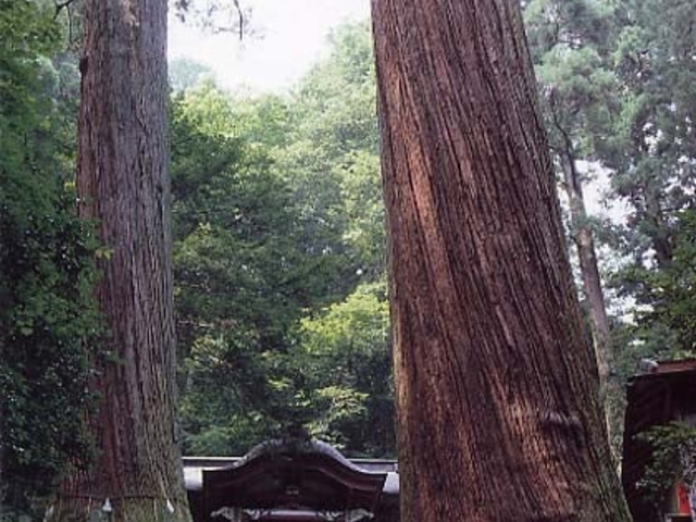 三浦杉の写真1