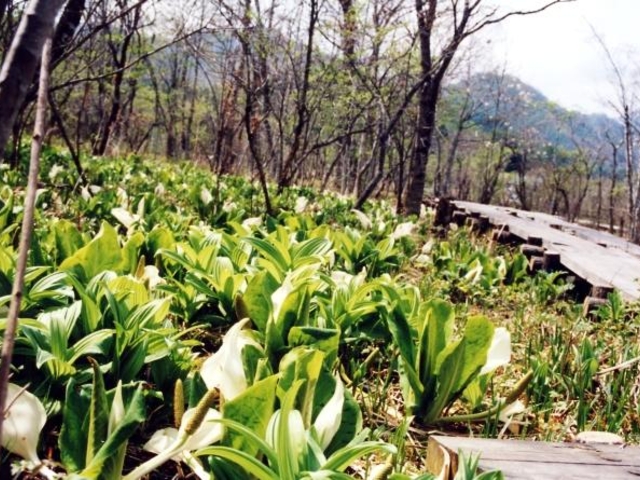 栗山の水芭蕉の写真1