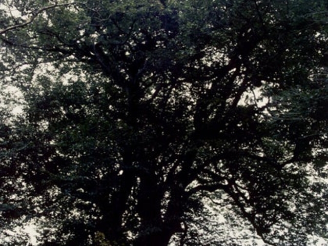 八ケ代西山辰街道の大桜の写真1