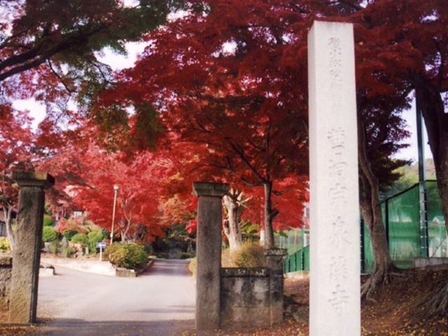 泉渓寺のモミジの写真1
