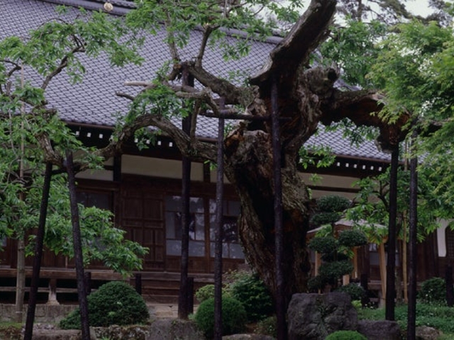 三度栗の写真1