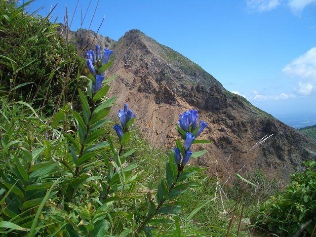 那須高原のりんどうの写真1