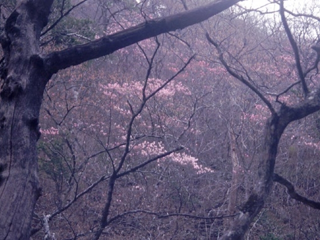 錦帯岩のヤシオツツジの写真1