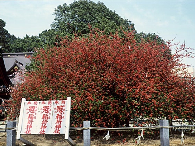 冠稲荷神社の木瓜