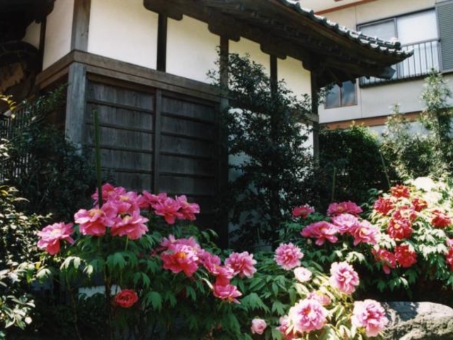 正蓮寺のぼたん_正蓮寺のぼたん