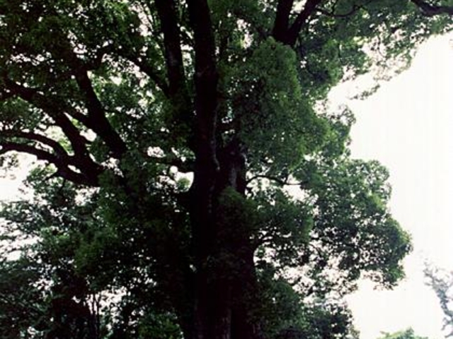 野の大クスノキの写真1