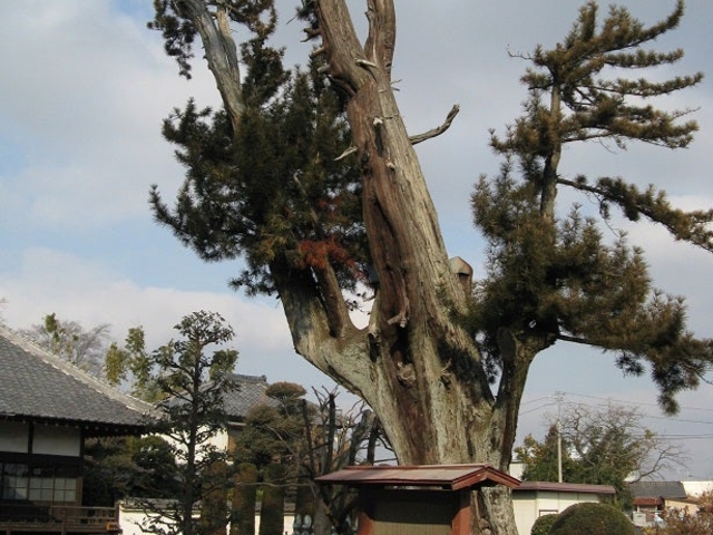 光照寺のコウヤマキの写真1