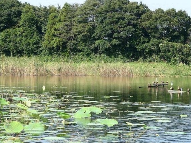 黒浜沼