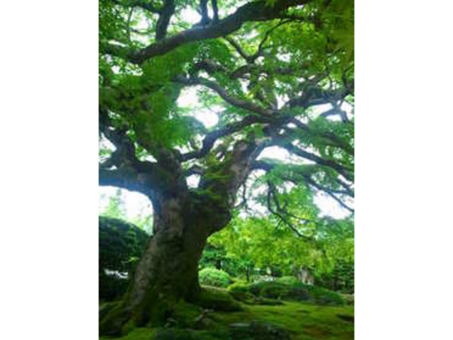 札所八番 西善寺のコミネカエデ