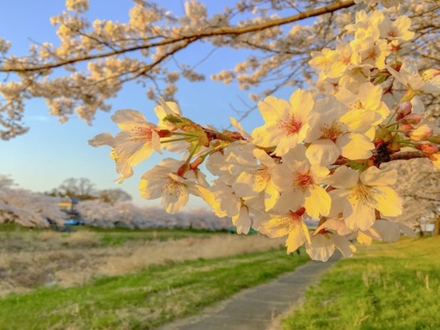 こだま千本桜