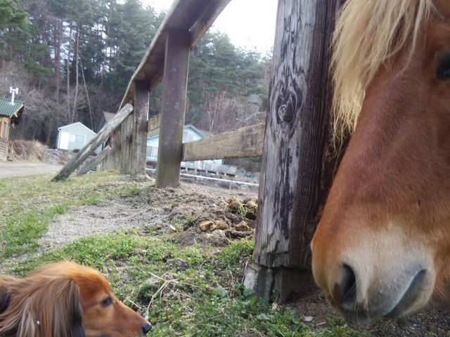 看板犬とスーパーホース_ホワイトサドル