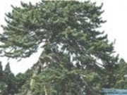 医徳寺のシダレ松の写真1