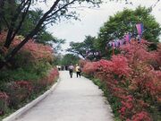 矢祭山のツツジの写真2