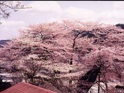 高田桜(エドヒガン桜)の写真1