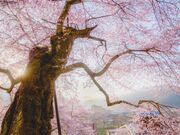 高田桜(エドヒガン桜)の写真2