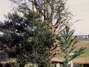 四体仏と稲田恋しの銀杏の写真1