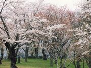 桜川のサクラの写真1