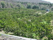 酒寄観光みかん組合の写真2