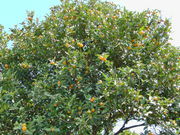 酒寄観光みかん組合の写真3