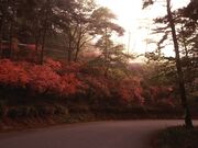 太平山のツツジの写真1