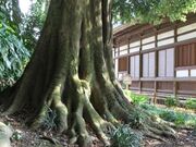 龍興寺のシラカシの写真1