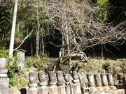 大中寺根なしの藤の写真1