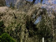 関場の枝垂桜の写真1