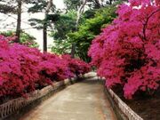 華蔵寺公園のつつじの写真1