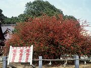 冠稲荷神社の木瓜の写真1