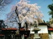 金蔵寺のシダレザクラの写真1