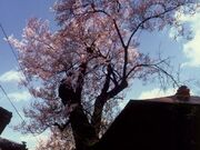 桜森のヒガンザクラの写真1