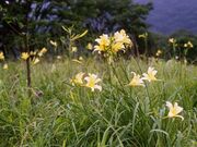 榛名のユウスゲの写真1