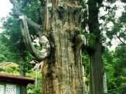 日影の妙全杉の写真1