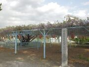 菖蒲神社のフジの写真1