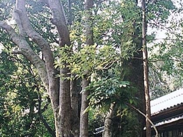 切目王子神社のホルトの木_切目王子神社のホルトの木