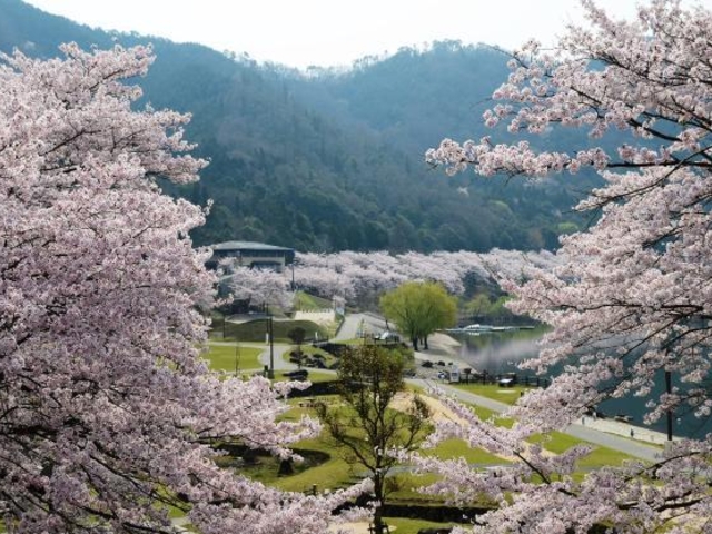 土師ダム周辺の桜