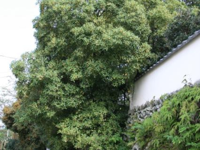 王至森寺のキンモクセイの写真1