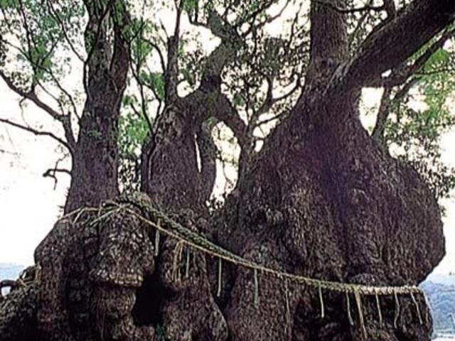 大谷のクスの写真1