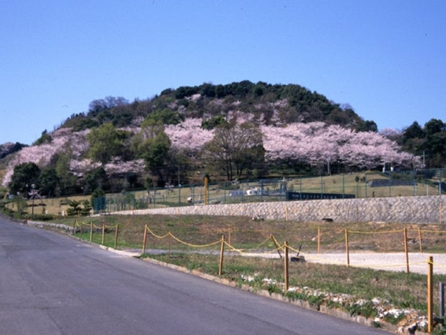 蟻尾山公園の桜の写真1