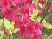 神野山のツツジの写真1