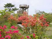 神野山のツツジの写真2