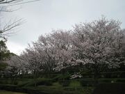 蟻尾山公園の桜の写真3