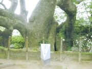 海童神社のクスの写真1