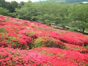 日輪寺公園のツツジの写真1