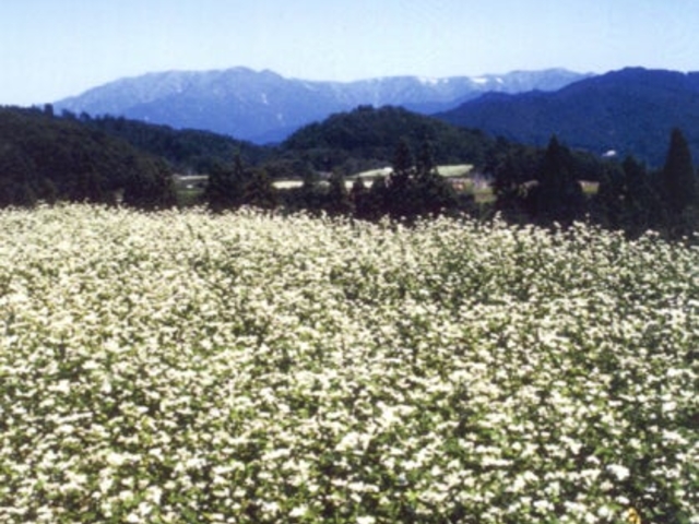 山都町 そば畑の写真1